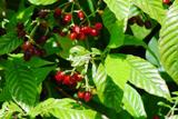 shiny-leafed wild coffe found along roads in Florida wetlands