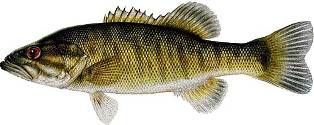 shoal bass found in Florida, Georgia, and Alabama and is a fish of special concern in the state of Florida