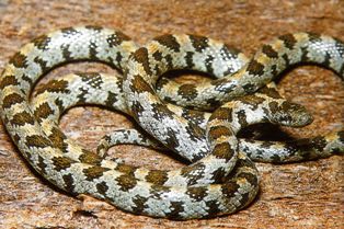 short tailed snake found only in parts of Florida