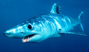 shortfin mako shark found off the coast of Florida