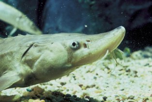shortnose sturgeon endangered fish in Florida
