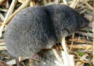 Homosassa shrew, an endangered shrew in the state of Florida