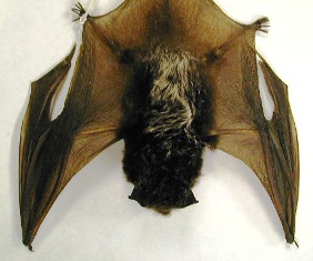 The silvered-haired bat is a medium-size bat. It's dark brown-black hairs are tipped with silver giving it an icy appearance.