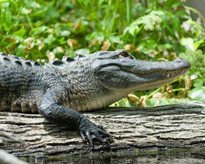 alligator sunning at Silver Springs Florida