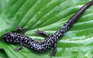 slimy salamander