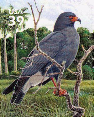 snail kite, and endangered bird inthe state of Florida