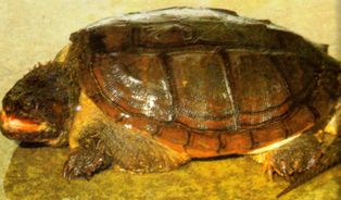common Florida snapping turtle