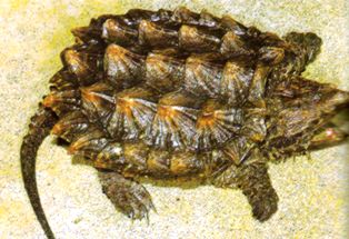 Alligator snapping turtle from the Florida panhandle