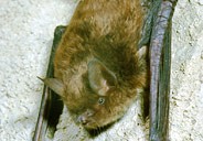 The southeastern myotis is usually found in the northern half of the state of Florida and tends to live near streams, ponds and reservoirs