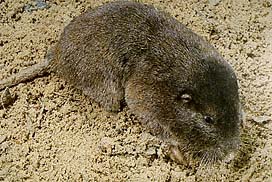 -Pocket gophers are beautifully adapted for life underground. 