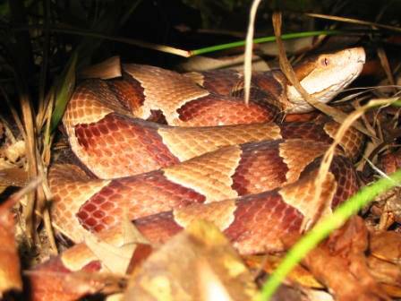 coiled southern copperhead viper snake found in North Florida