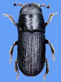 southern pine beetle