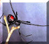southern black widow spider in Florida