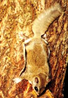 The southern flying squirrel is found in wooded areas statewide except the Keys