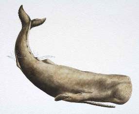 Sperm whales are found in many open oceans, both in tropical and cool waters. 