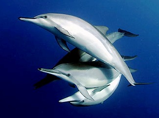So called for their high, spinning leaps, spinner dolphins are known as playful, eager bow-riders.