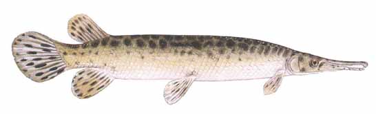 Spotted gar occur west of the Ochlockonee River in the panhandle of Florida, east of the Apalachicola drainage