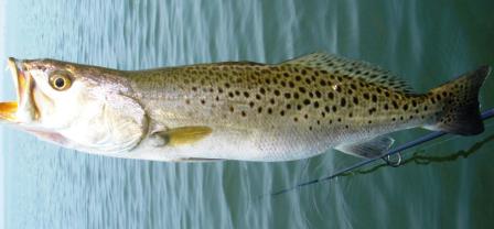 spotted seatrout, a drum fish found in Florida waters