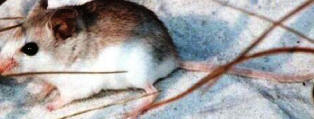 St. Andrews beach mouse ,endangered in the state of Florida