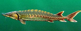 Gulg Sturgeon found in Florida and listed as aspecies of special concern
