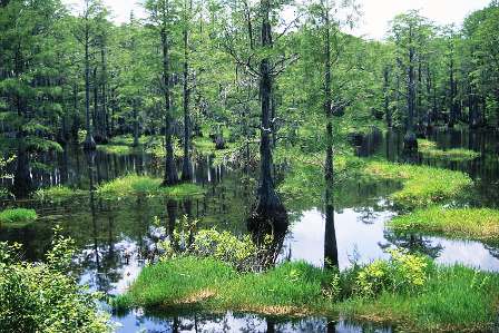 Floridian swampland