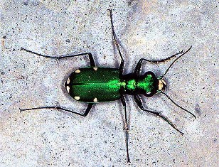 green tiger beetle