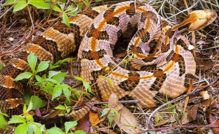 the timber rattlesnake or canesnake found in parts of Florida