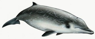 True's beaked whale is found in the North Atlantic from Nova Scotia and Ireland south to Florida.