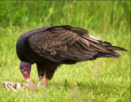 Florida turkey vulture