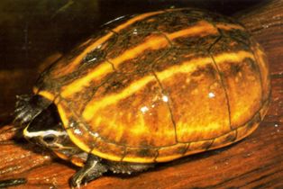 Striped mud turtle in Florida