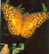 Variegated Fritillary butterfly in Florida