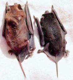The velvety free-tailed bat was first discovered in the Florida Keys in 1994.  It is believed this species arrived in Florida from Cuba as a result of natural causes.