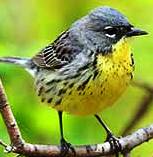 Bachmans warbler and endangered bird in the state of Florida