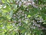 wax myrtle blooming in north florida