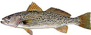 weakfish, a saltwater fish found in Florida waters
