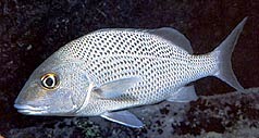 white grunt often seen in Florida marine waters
