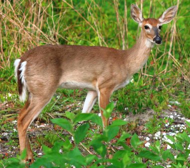 Florida's white tailed deer are found through the state of Florida