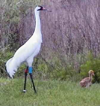 whooping cranes in Florida