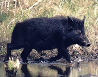wild Florida hog rooting near a river