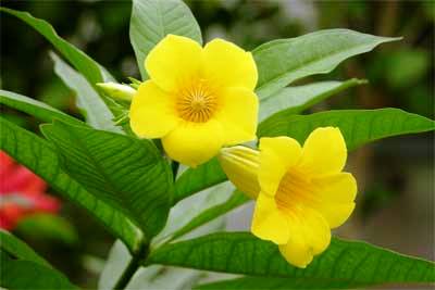 yellow allamanda plant