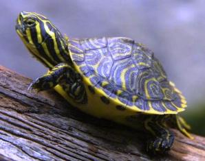 yellow bellied turtle