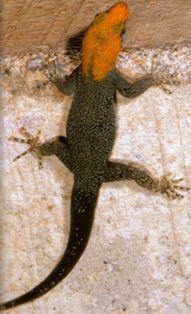 yellow headed gecko