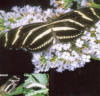 zebra longwing butterfly in Florida