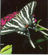 zebra swallowtail butterfly in Florida